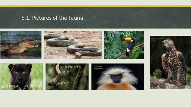 equatorial region human life trees found in equatorial region